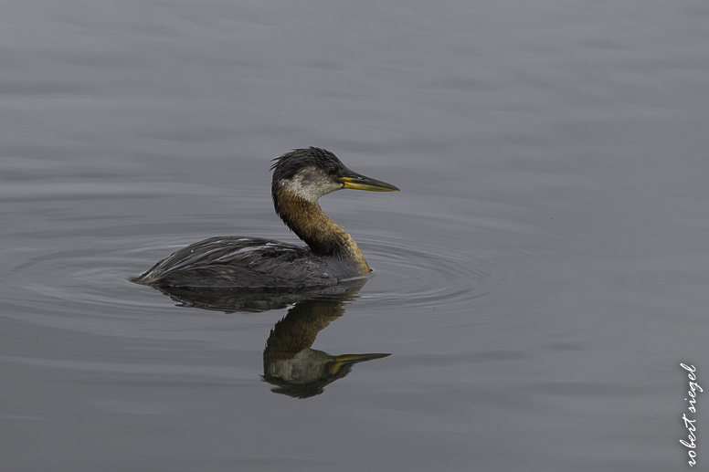 alaska